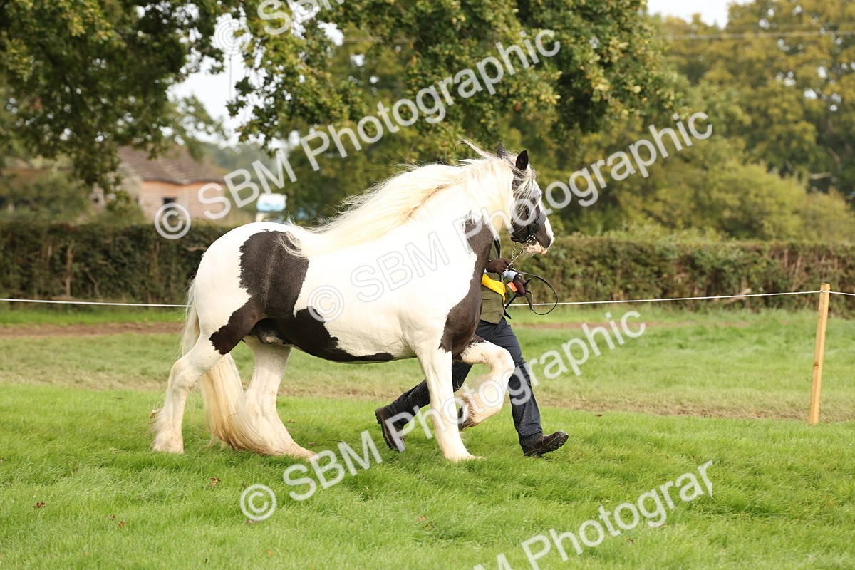 SBM_56831 - S54 - Piebald & Skewbald Horse In Hand
