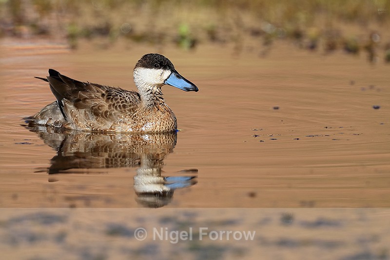 Puna Teal reflection, Rio Grande, Chile - Puna Teal