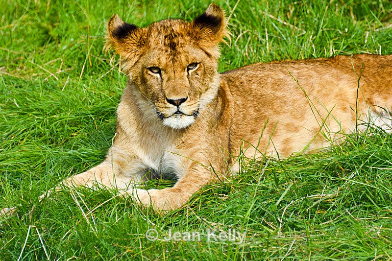 Lion - 2132_00005 - Cats