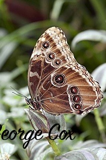 Morpho butterfly at  Stratford butterfly farm