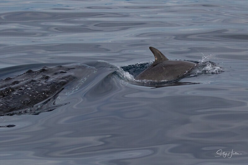 0A3A6295. Humpback and Dolphin - 2023 Whale Photos