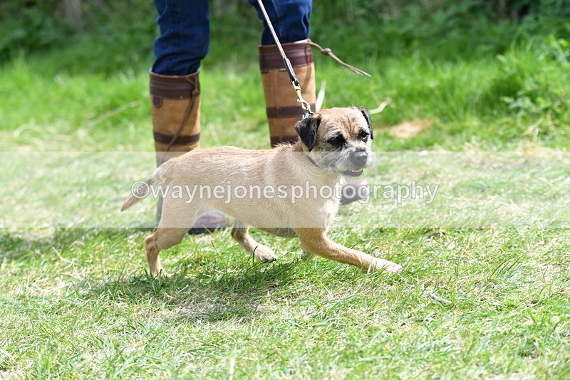 WJ5_0358 - Class 7 Best Terrier