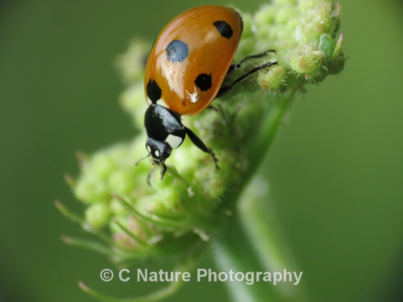 Ladybird - Insects & Creepy Crawlies