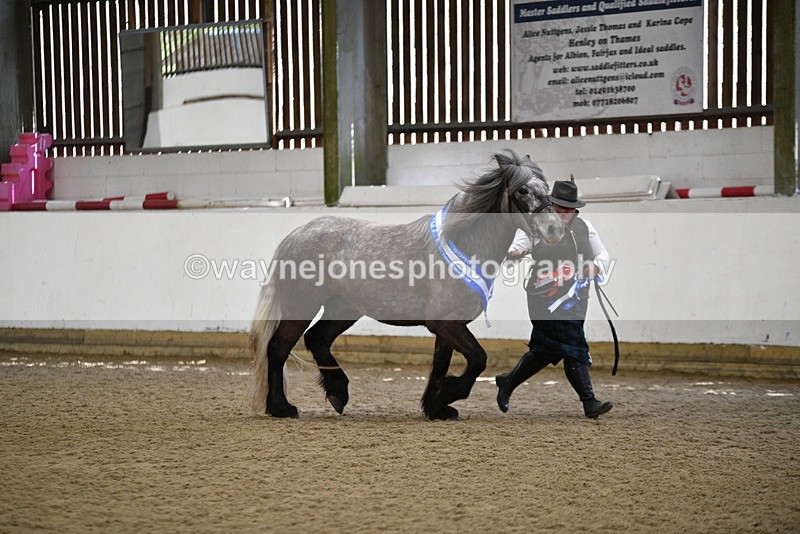 WJ5_5875 - Morning in hand Championship