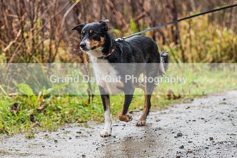 Glentress 21  10K-517 - High Terrain Events Glentress 21 & 10K Trail Races Saturday 18th November 2023