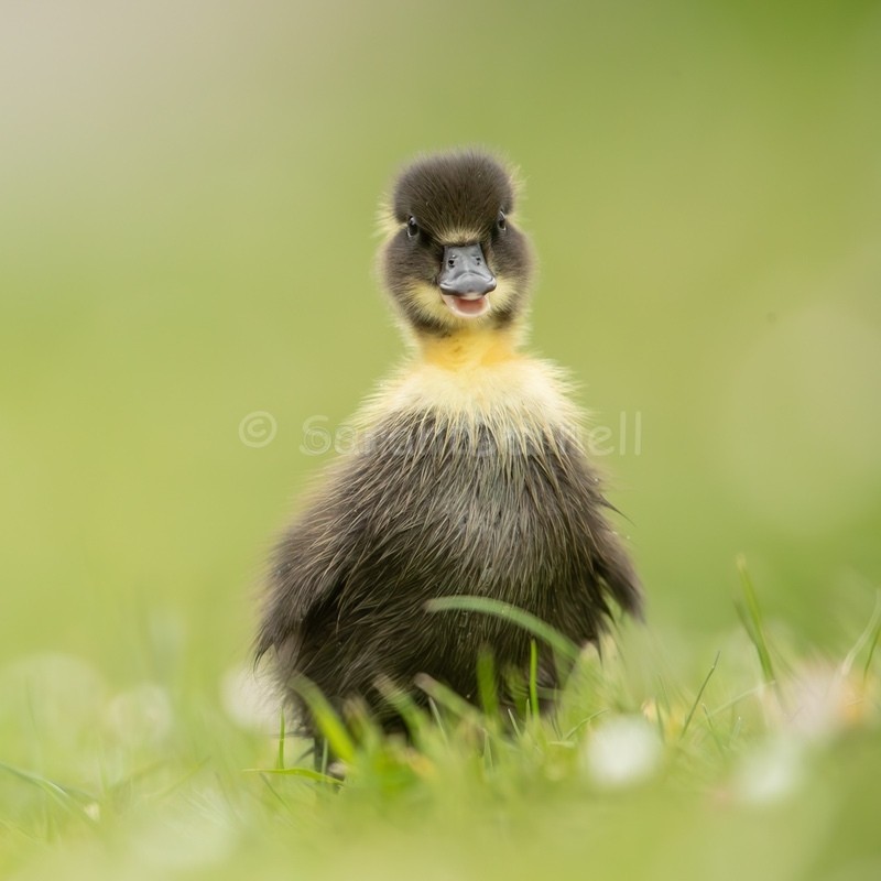 Duckling SD2543 - Greeting Cards