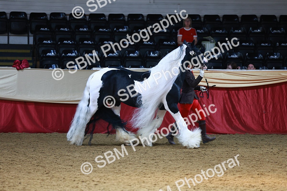 SBM_23220 - Class 903 - Supreme Final - IH Pre Vet