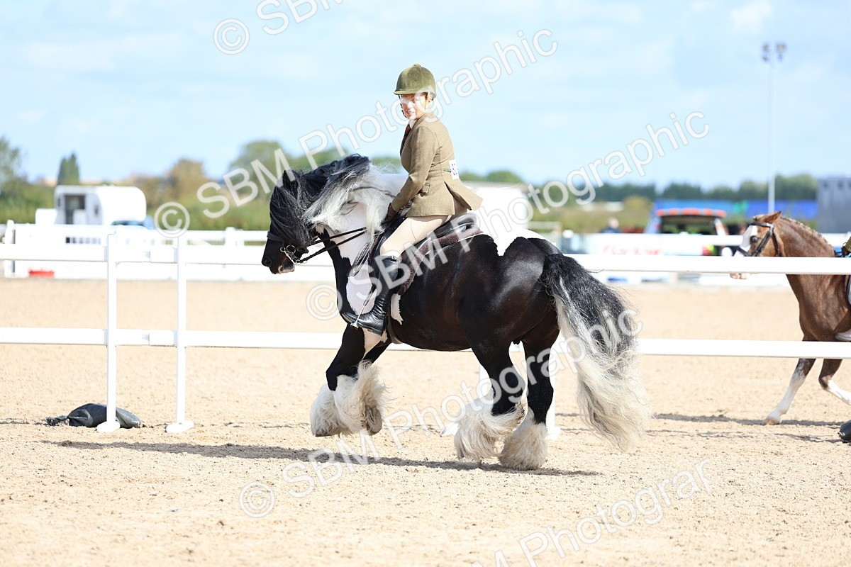 SBM_11395 - Class 307 - Ridden Coloured Pony