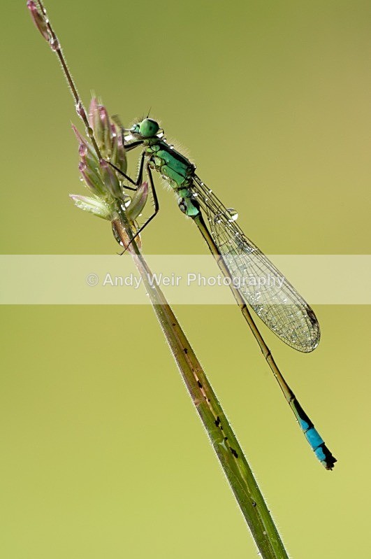 20080627-092 - Dragonflies & Damselflies