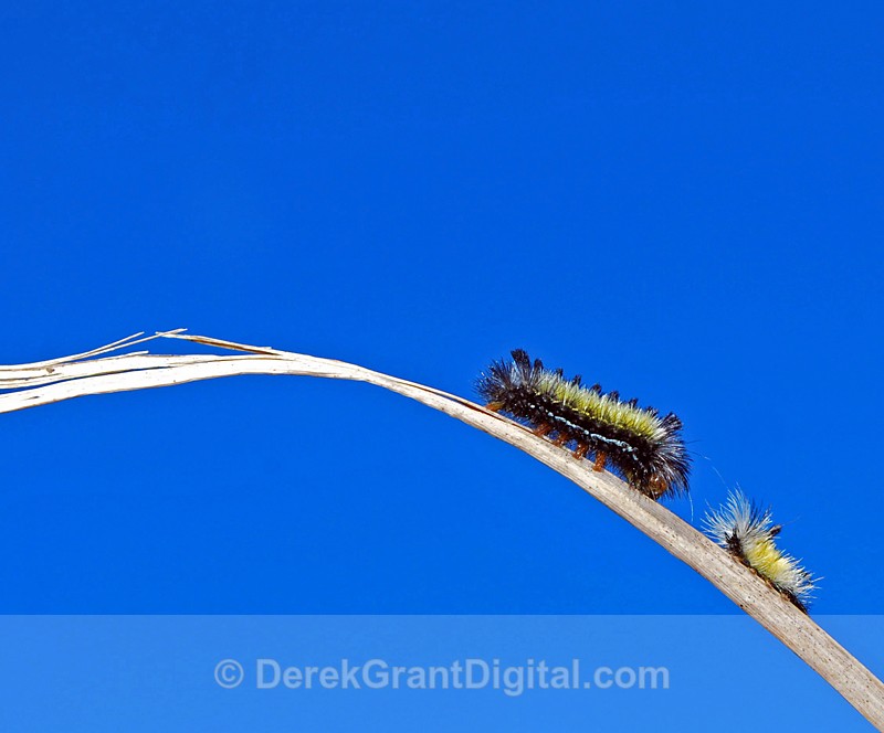 First steps with mom - Butterflies & Moths of Atlantic Canada