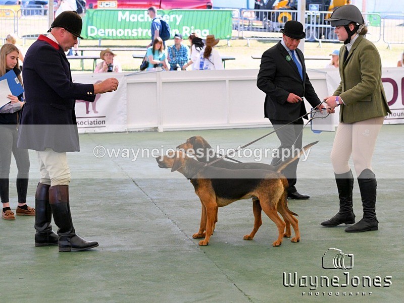 WJ5_0617 - Berks & Bucks at the Great Yorkshire Show 2025