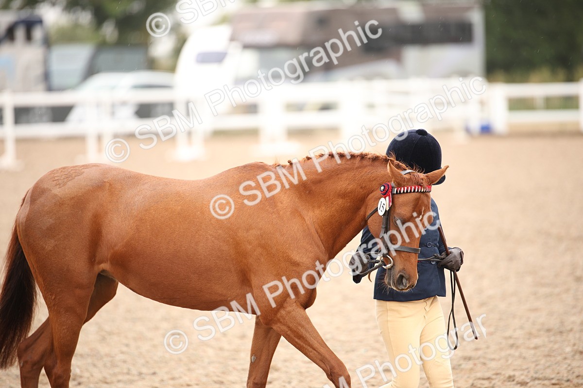 SBM_20106 - Class 702 - IH  Show Horse Pony