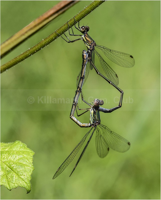 Willow emerald damselflies mating - John Kaperys