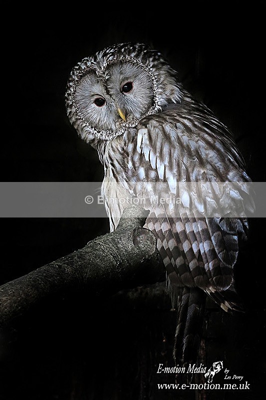 Barred Owl 170612 - Nature