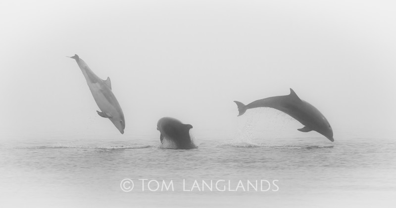 Bottlenose Dolphins - Dolphins