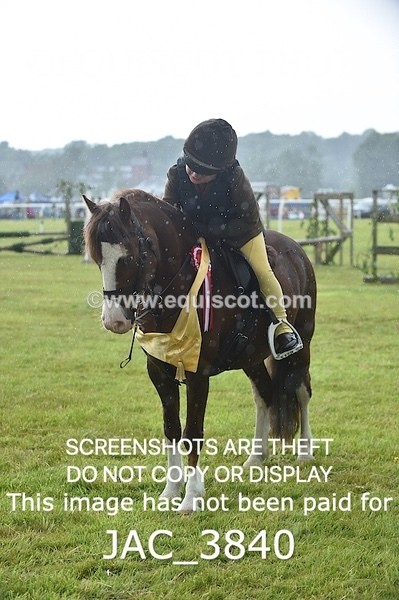 JAC_3840 - 65cm WORKING HUNTER