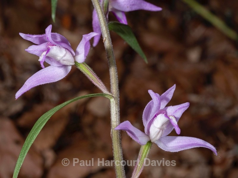 Red Helleborine (Cephalanthera rubra) - Wild Orchids 2020