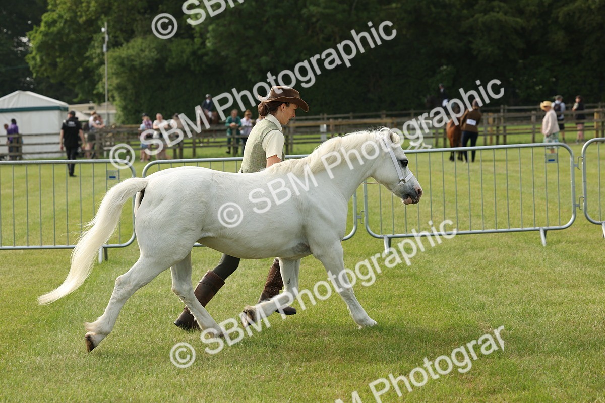 SBM_00509 - Class 6-13 - Mountatin and Moorland In Hand Welsh Breeds
