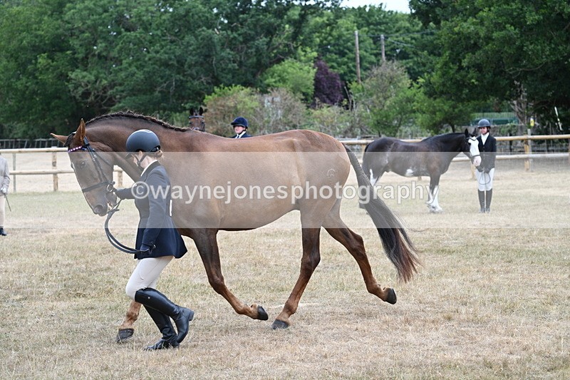 WJ7_0087 - Class 5a Most Handsome Gelding (above 14.2hh)