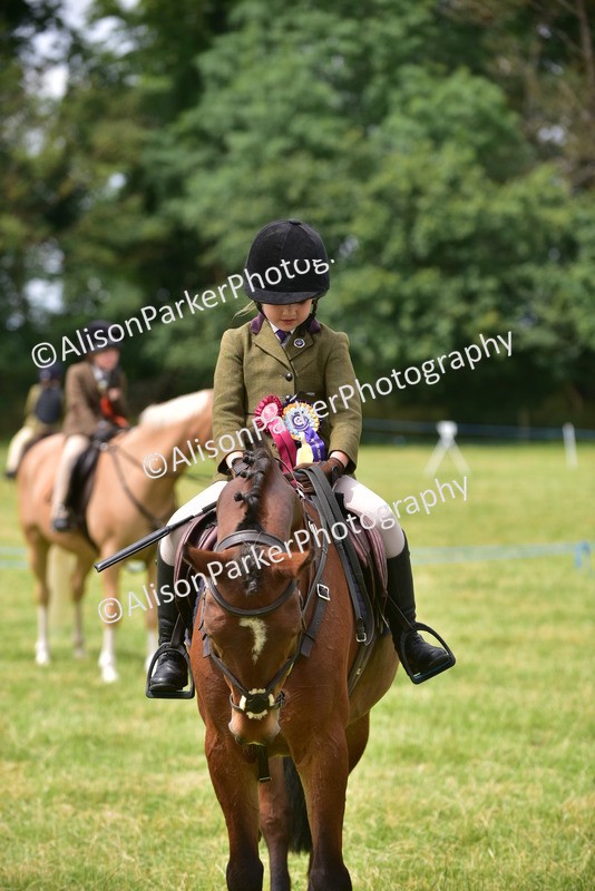 20260614-4040 - Class 16 - Handsome Gelding