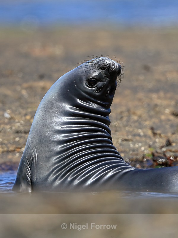 Elephant Seal with arched back, Carcass Island, Falklands - Seal