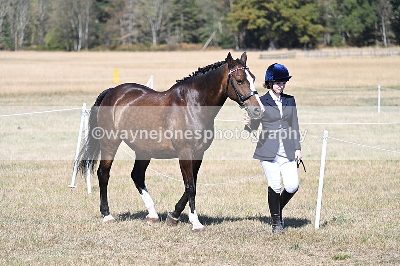 WJ7_1468 - Class 42 Most Handsome Gelding