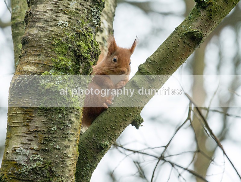 Red Squirrel 13 (disambiguation). - Eskrigg Nature Reserve Lockerbie