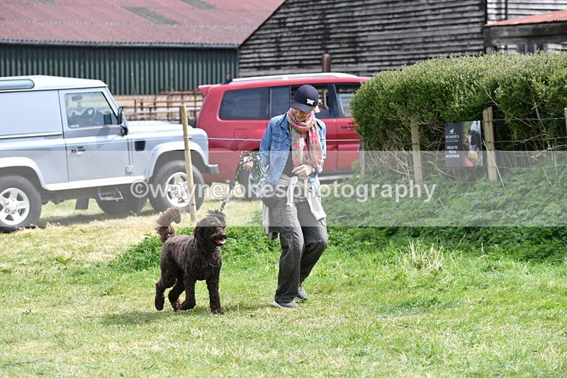 WJ5_9598 - Class 3 Most Handsome Dog