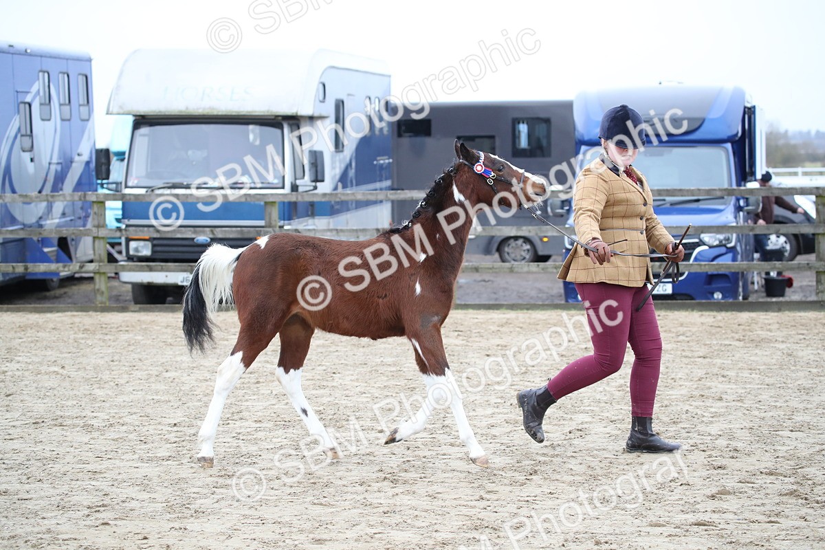 SBM_004573 - Class 5-9 - NPS In Hand-Show Hunter-Intermediate Ridden Inc Ridden Championship