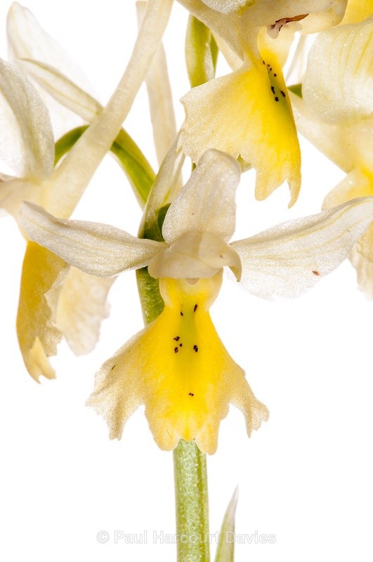 - WB: Orchids - Orchis