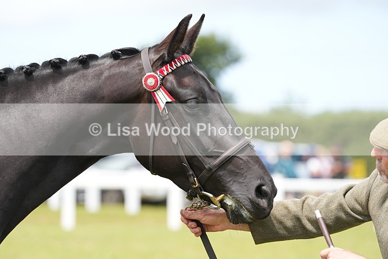 DSC06387 - Class 55: Hunter/Riding Horse/Hack 3 & 4 yr olds