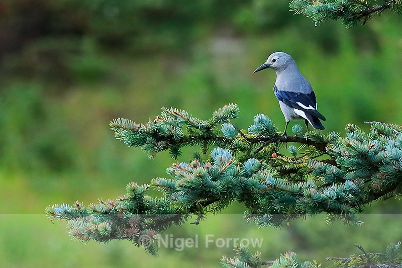 Clark's Nutcracker looking for food in pine tree, Lake Louise - Clark's Nutcracker