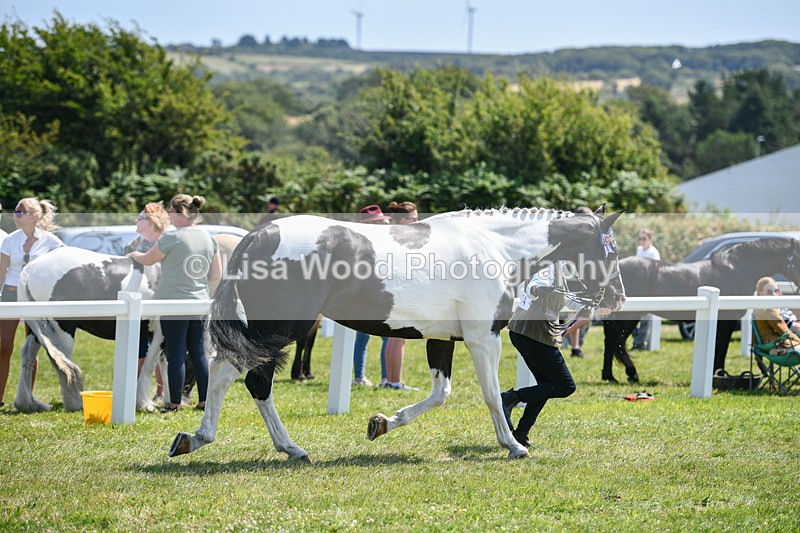DSC_7821 - Class 65: Coloured Horse 4yrs & Over