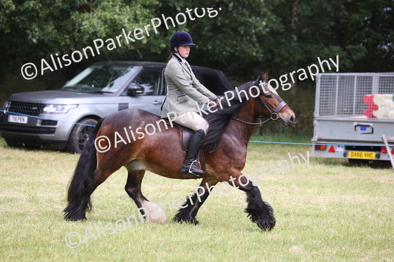20260614-2942 - Class 22 - Open Working Hunter
