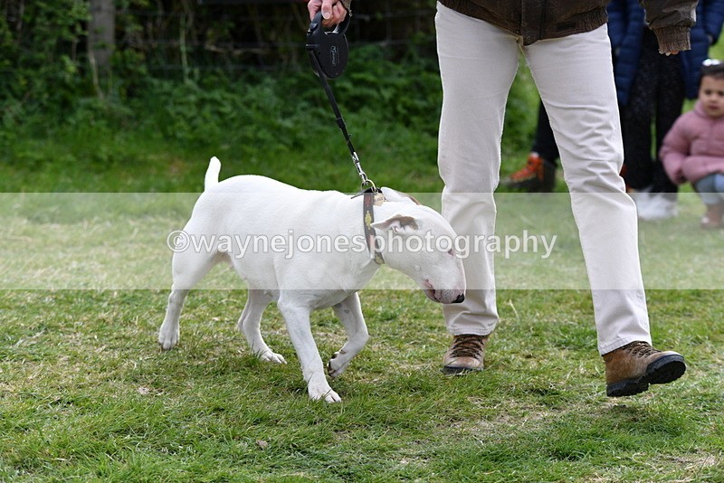 WJ5_0303 - Class 7 Best Terrier