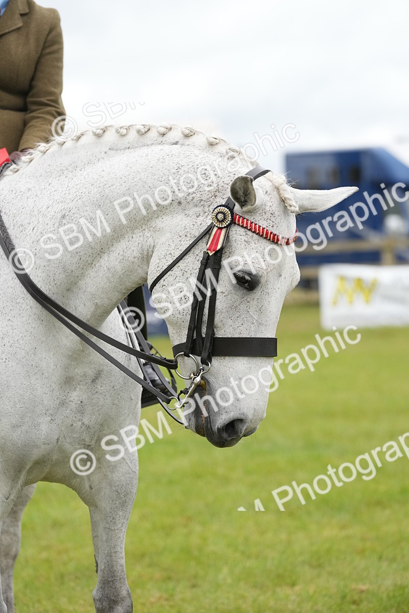 SBM_12851 - Class 97-98 - LIHS BSHA Rising Star Working Show Horse Hunter