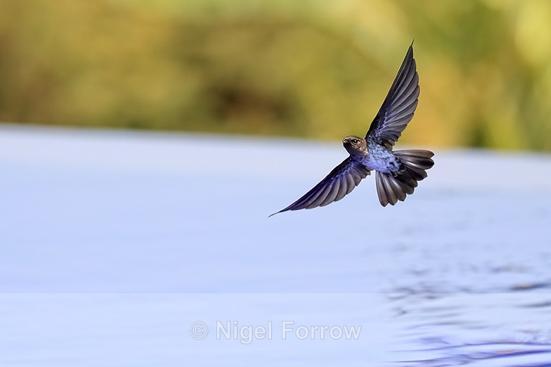 Cave Swiftlet showing underside, Bali, Indonesia - Cave Swiftlet