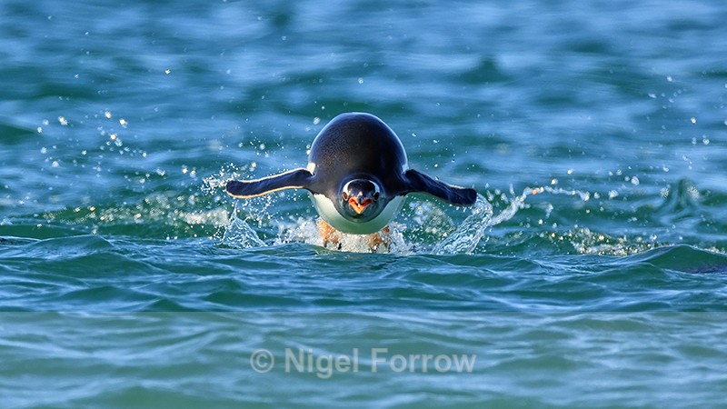 Porpoising Gentoo Penguin front view, Sea Lion Island, Falklands - Gentoo Penguin