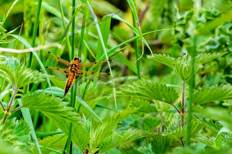 4 spotted chaser Libellula quadrimaculata-7090 - Insects from around the world