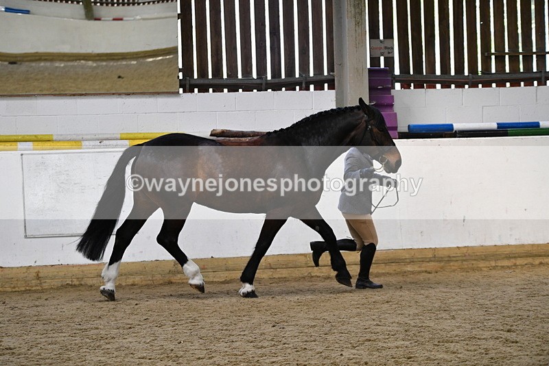 WJ5_5662 - Morning in hand Championship