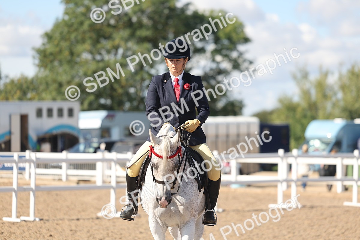 SBM_13083 - Class 305 - Ridden Foreign Breed Pure Bred