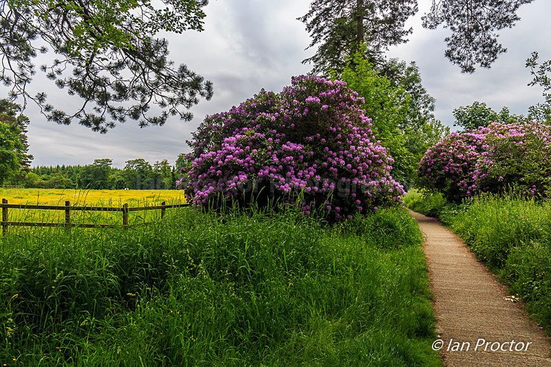 The Path Around the Meadow - County Antrim