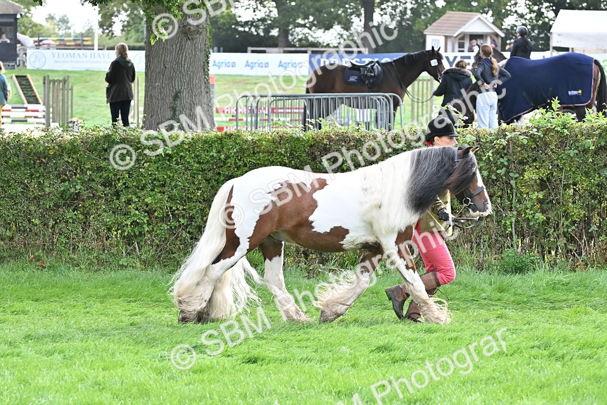 SBM_56921 - S45 - Coloured Pony In Hand