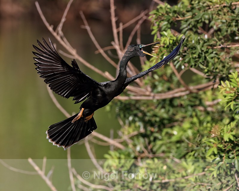 Anhinga (male) calling on landing approach, Venice Rookery, Florida - Anhinga