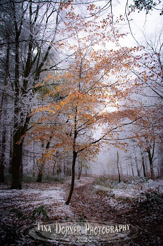 Young beech leaves on path in snow. Winter Landscape portfolio by Tina Dorner Photography,  Forest of Dean and Wye Valley, Gloucestershire