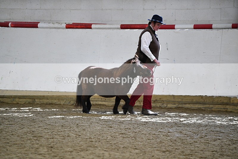 WJ5_5242 - Class 4 In hand M&M - small breeds