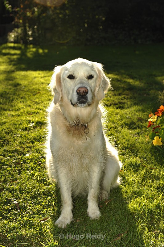  - Canine Friends
