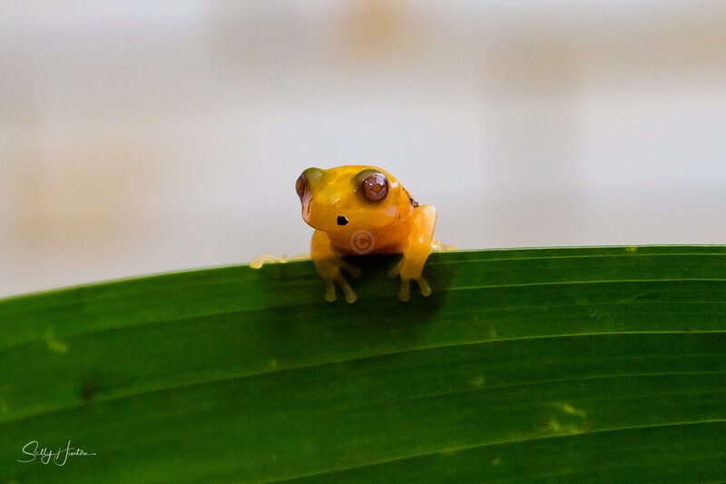 17 Tiny Golden Frog on leaf 4 - Frogs