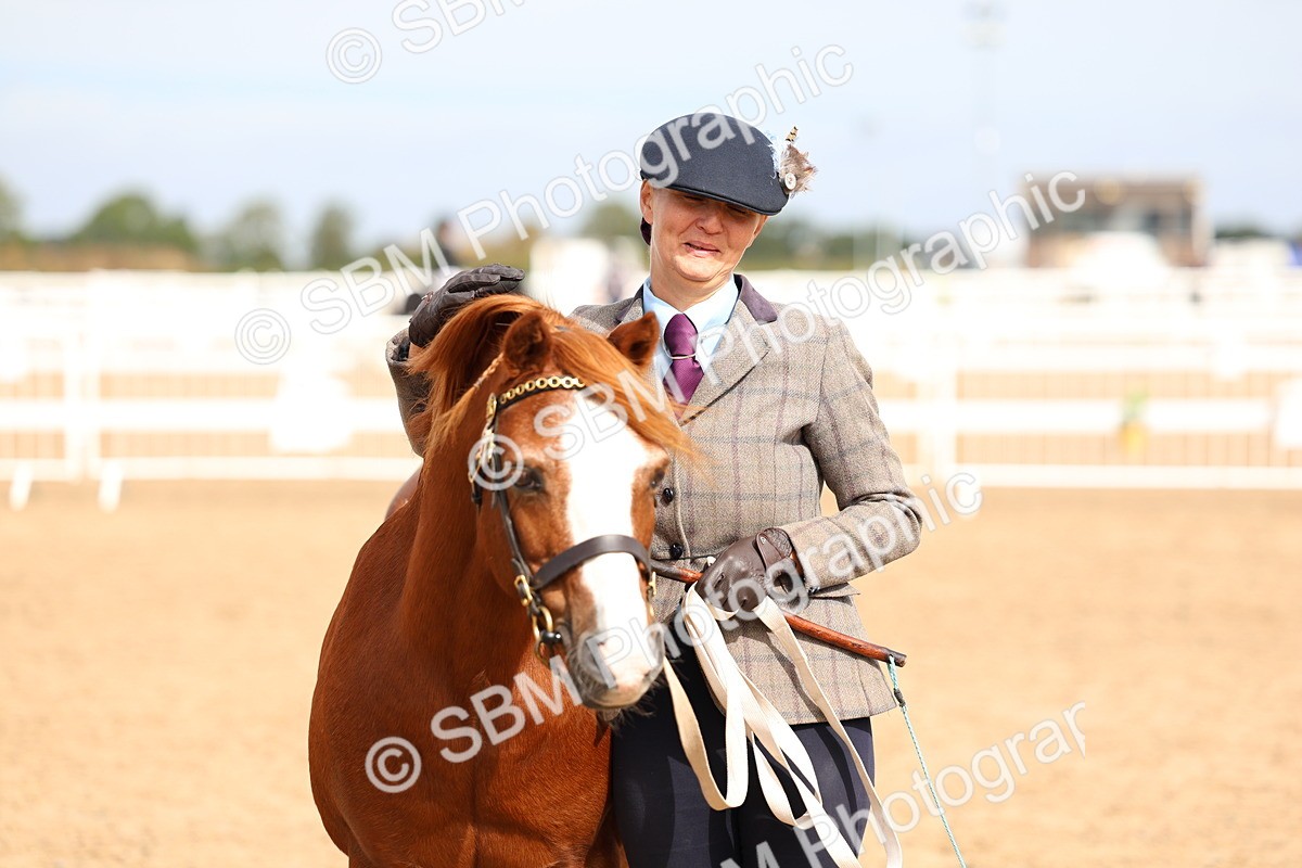 SBM_01872 - Class 18 - Handsomest Gelding - IH or Ridden