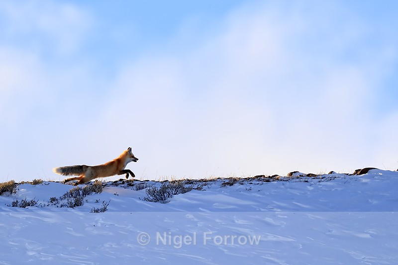 Red Fox running along ridge, Soda Butte Canyon, Yellowstone - Red Fox